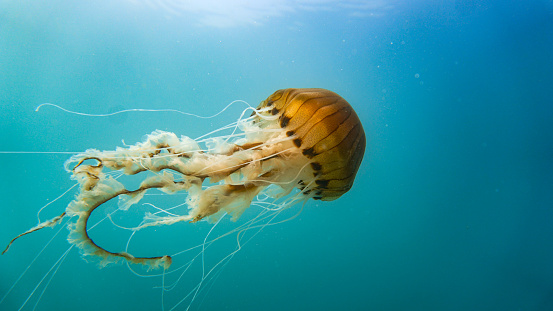 Compass jellyfish (Chrysaora hysoscella) off the Welsh coast