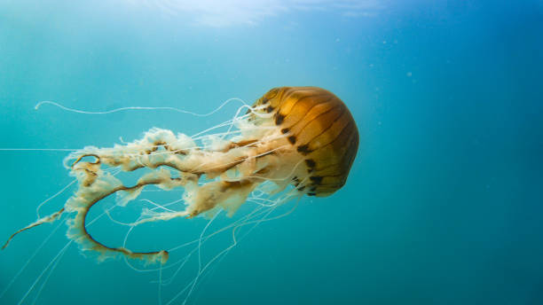 Compass jellyfish (Chrysaora hysoscella) off the Welsh coast Compass jellyfish (Chrysaora hysoscella) midwater off the Welsh coast. jellyfish stock pictures, royalty-free photos & images