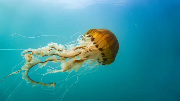 Photo of Compass jellyfish (Chrysaora hysoscella) off the Welsh coast