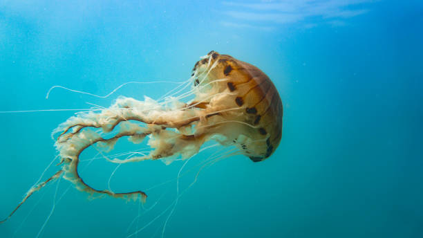 istock Compass jellyfish (Chrysaora hysoscella) off the Welsh coast 1252890441