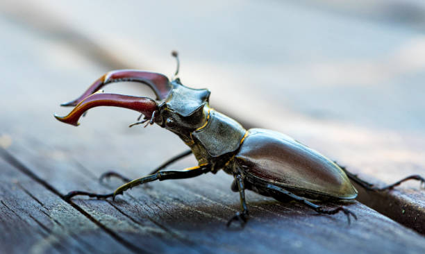 istock Male stag beetle (Lucanus cervus) 1252891580