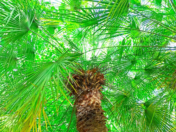 istock Trachicarp palm. Tropical palm tree in the park 1252891582