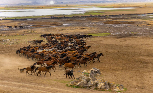 istock running horses at Kayseri, Turkey 1252891755