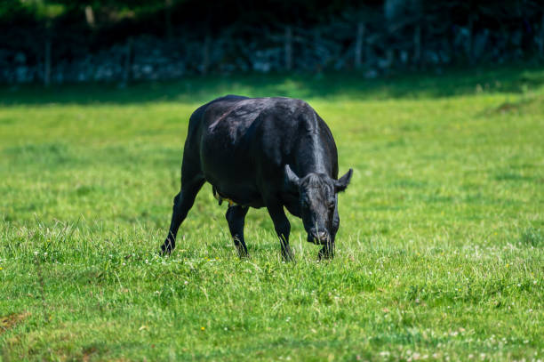 istock One black beef cow in a Scottish field on a bright summer morning 1252891815