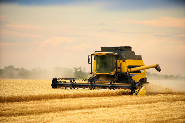 istock Combine harvesters working in wheat field with cloudy moody sky. Harvesting machine driver cutting crop in a farmland. Agriculture theme, harvesting season 1252891892