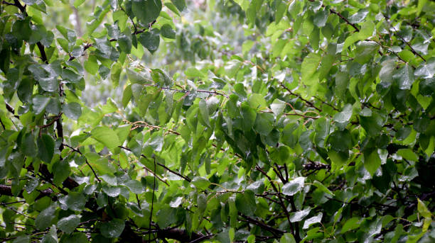 istock Green Wet Leaves 1252894097