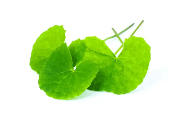 Closeup Gotu Kola leaves with water drops( Asiatic pennywort, Indian pennywort, Centella asiatica ) isolated on white background. Tropical medical herbal plant concept.