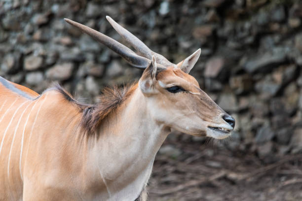 Common Eland (Taurotragus oryx) is the largest of the African antelope species. Common Eland (Taurotragus oryx) is the largest of the African antelope species. giant eland stock pictures, royalty-free photos & images