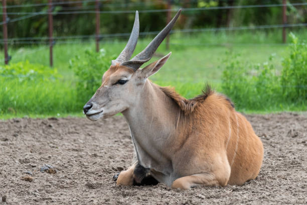Common Eland (Taurotragus oryx) is the largest of the African antelope species. Common Eland (Taurotragus oryx) is the largest of the African antelope species. giant eland stock pictures, royalty-free photos & images