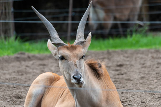 l’eland commun (taurotragus oryx) est la plus grande des espèces d’antilopes africaines. - éland du cap photos et images de collection