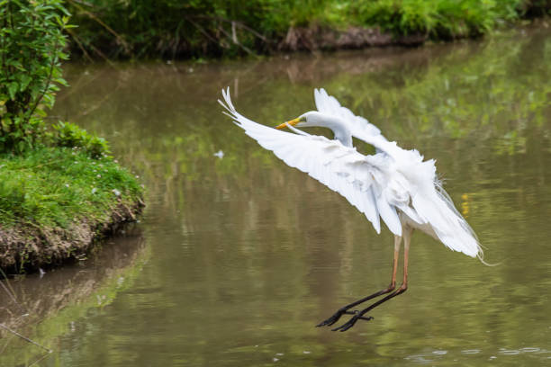 Great egret also known as the common egret, large egret, great white egret or great white heron