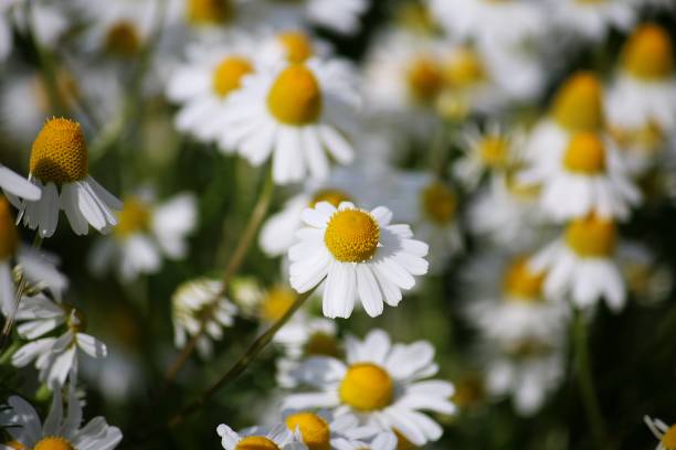 野原で野生のシャモミユを閉じる - wildflower spring close up daisy ストックフォトと画像