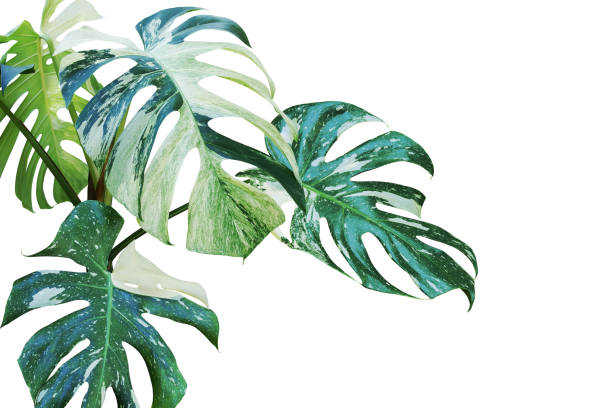 istock Variegated Leaves of Monstera, Split Leaf Philodendron Plant Isolated on White Background with Clipping Path 1252895676