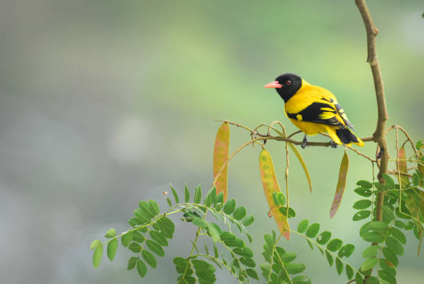 an Oriole feeds in a tree in Southern Arizona