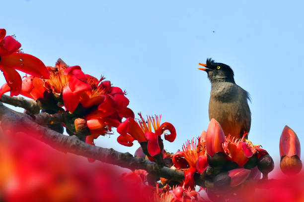 istock jungle myna at shimul flower 1252896737