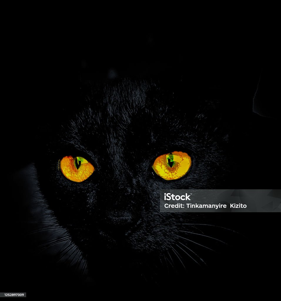 Mắt mèo đen: Đôi mắt đen thật đẹp và bí ẩn trên làn da trắng của loài mèo. Bấm vào hình ảnh để nhìn thấy những đôi mắt mèo đen quyến rũ đang nhìn chằm chằm vào bạn.