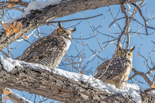Colorful Great Horned Owls perched on a low branch