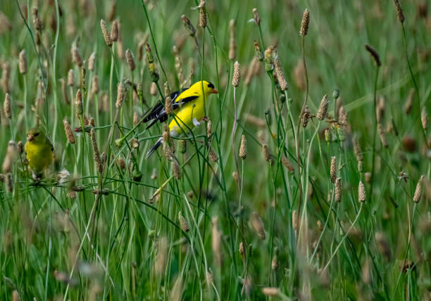 istock Male goldfinch perched in grassy field 1252898670