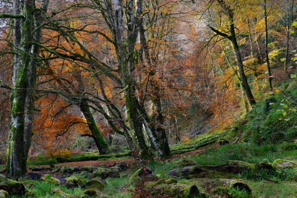 Photo of Beech woods in autumn