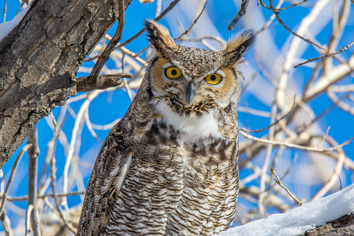 Colorful Great Horned Owl perched on a low branch close up