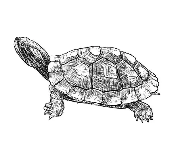 Vector illustration of Drawing of Red-eared Slider (Trachemys scripta elegans) turtle.
