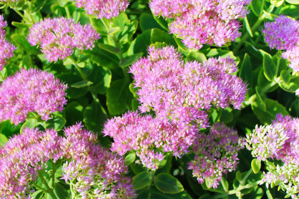 Hylotelephium telephium Sedum telephium , known as orpine, livelong, frog's-stomach, harping Johnny, life-everlasting, live-forever, midsummer-men, Orphan John and witch's moneybags, is a succulent perennial groundcover of the family Crassulaceae native t stock photo