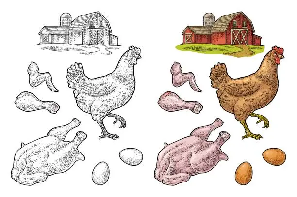 Vector illustration of Set chicken. Whole hat, leg, wing, egg and farm. Vintage engraving