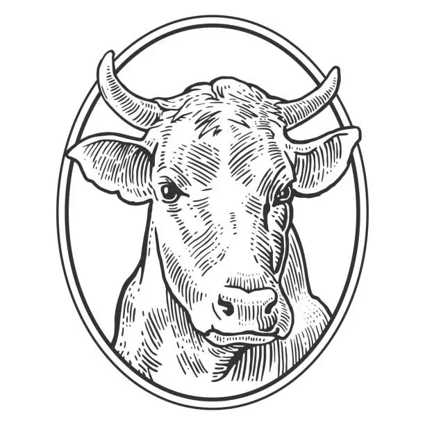 Vector illustration of Cows head. Hand drawn in a graphic style. Vintage vector engraving illustration for info graphic, poster, web. Isolated on white background.