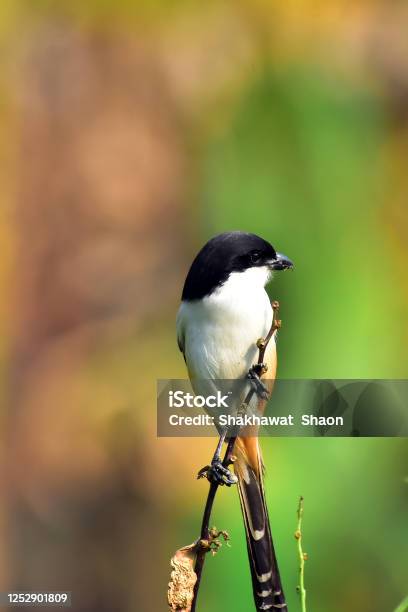 Long Tailed Shrike Birds With Nature Stock Photo - Download Image Now -  Animal, Animal Wildlife, Animals In The Wild - iStock