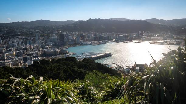 istock View on Wellington from mountain lookout 1252902292