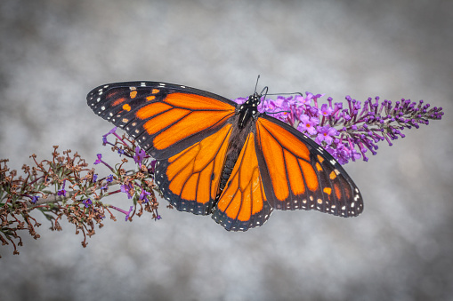 A Monarch Butterfly forages a butterfly shrub in Quebec.