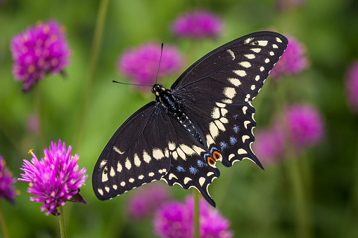 Spicebush Swallowtail butterfly (Papilion machaon ) feeding on blooming purple phlox outdoors in sunny day in summertime, butterfly close up on beautiful floral background