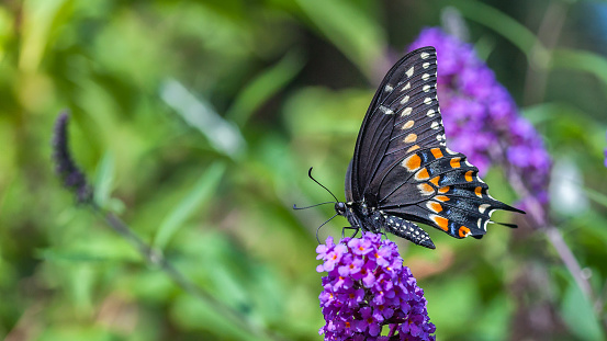 Spicebush Swallowtail butterfly (Papilion machaon ) feeding on blooming purple phlox outdoors in sunny day in summertime, butterfly close up on beautiful floral background