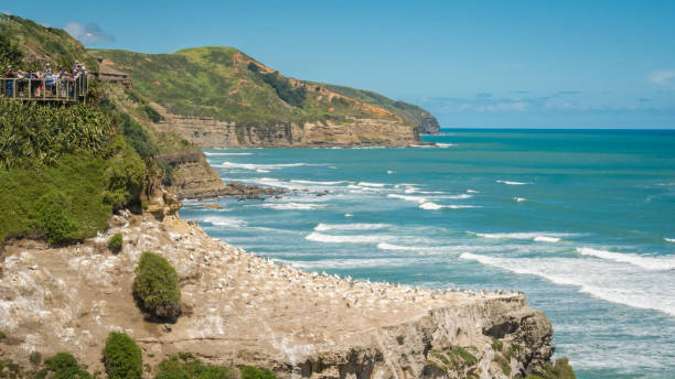 muriwai gannet collony nas falésias - murawai beach - fotografias e filmes do acervo