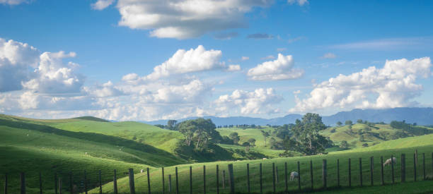 Beautiful landscape with greeen rolling hills Shot near Hobitton Movie Set, Matamata, Waikato, North Island, New Zealand	near Hobitton Movie Set matamata new zealand stock pictures, royalty-free photos & images