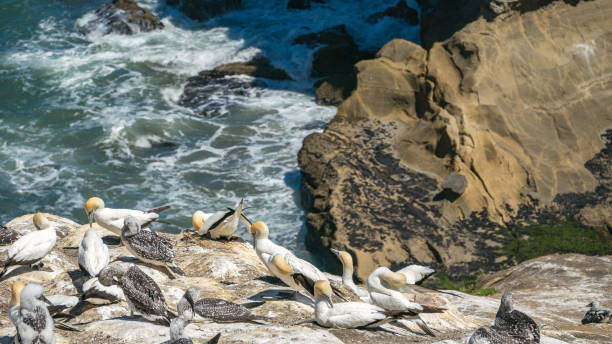 istock Muriwai Gannet collony detail shot 1252903211