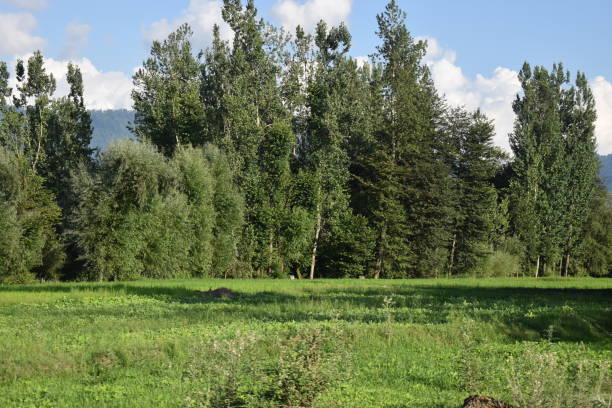 hermosa vista de los campos de paddy en cachemira. - country geographic area fotografías e imágenes de stock