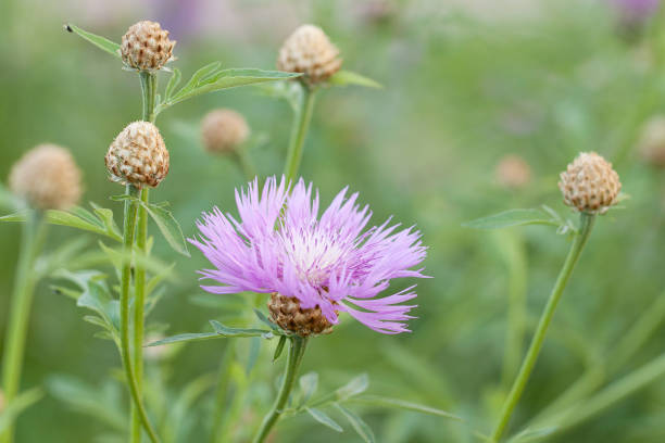 istock delicate cornflower flower with buds on a summer meadow 1252904923