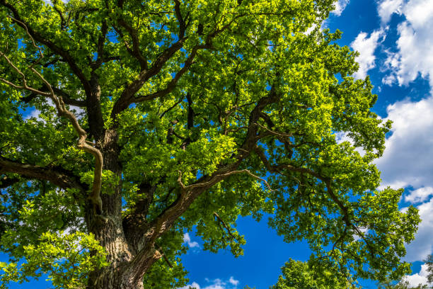 istock Old Oak Tree With Green Leaves And Blue Sky 1252905211