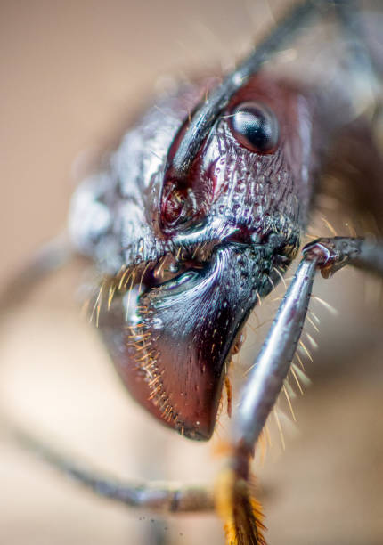 Macro photograph of the face of a bullet ant stock photo