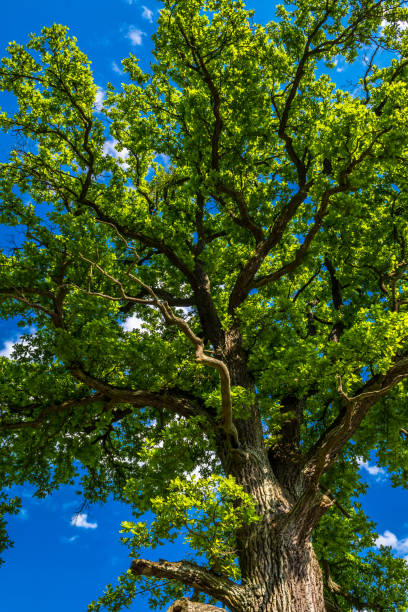 istock Old Oak Tree With Green Leaves And Blue Sky 1252906948