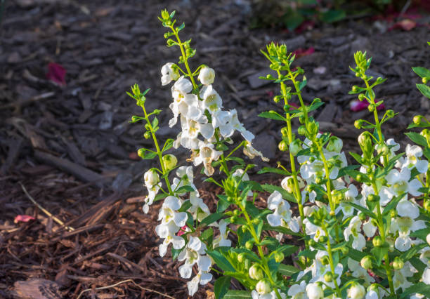 Angelonia "Archangel White" Angelonia "Archangel White" blooms in a mulched flowerbed. angelonia stock pictures, royalty-free photos & images