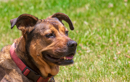 A red and black mixed breed dog looking to the right while sitting on grass on a sunny day
