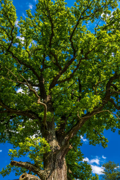 istock Old Oak Tree With Green Leaves And Blue Sky 1252907279