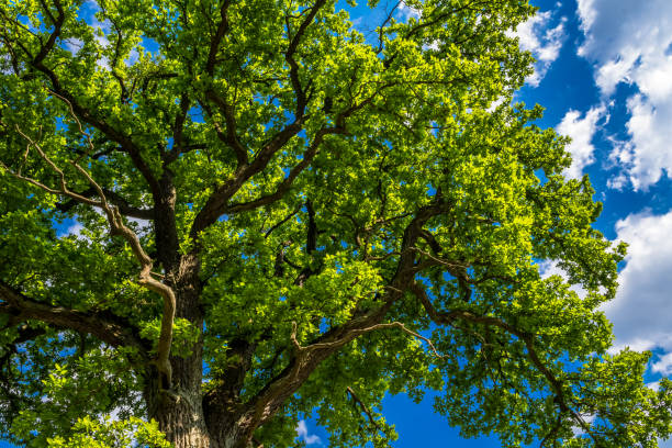 istock Old Oak Tree With Green Leaves And Blue Sky 1252907954
