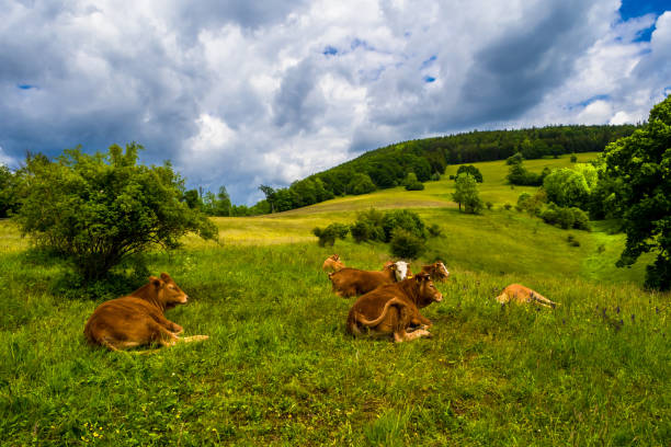 Young Cows Rest On Green Pasture In Rural Landscape In Austria