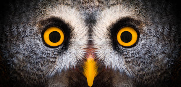 Big yellow eyes of a owl close-up. Great owl eyes looking at camera. Strigiformes nocturnal birds of prey, binocular vision Big yellow eyes of a owl close-up. Great owl eyes looking at camera. Strigiformes nocturnal birds of prey, binocular vision bird of prey photos stock pictures, royalty-free photos & images
