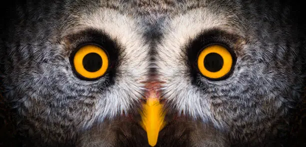 Photo of Big yellow eyes of a owl close-up. Great owl eyes looking at camera. Strigiformes nocturnal birds of prey, binocular vision