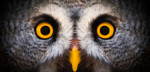 big yellow eyes of a owl close-up. great owl eyes looking at camera. strigiformes nocturnal birds of prey, binocular vision - animal eye bird nature animal head imagens e fotografias de stock