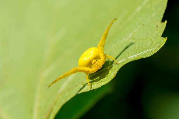 Yellow spider on a green leaf. stock photo